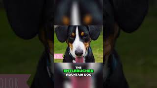 Meet the Entlebucher Mountain Dog  A Loving and Loyal Companion [upl. by Adin]