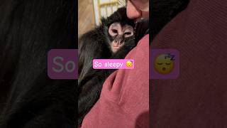 Goodnight from Bella💜 spidermonkey [upl. by Mady]