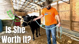 Is Having a Dairy Cow on Your Homestead a Game Changer [upl. by Naujahs384]