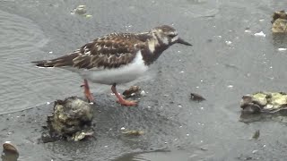 Ruddy Turnstone  Arenaria interpres  Feeding in Spring 2024 [upl. by Aihsitan]