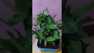 Dracaena sanderianalucky bambooஅதிர்ஸ்ட மூங்கில் செடி [upl. by Kellda]