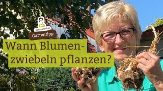 Wann Blumenzwiebeln pflanzen Kaiserkrone Narzissen Tulpen Hyazinthen [upl. by Suitangi]