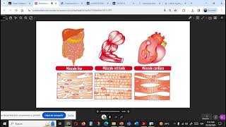 Microestructura Sistema Cardiovascular 1 [upl. by Sullivan611]