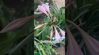 Crinum Lily’s in our Terrace garden shotrs [upl. by Cornelie831]