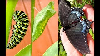 Shocking Catterpillar  Black Swallowtail [upl. by Attenyw248]