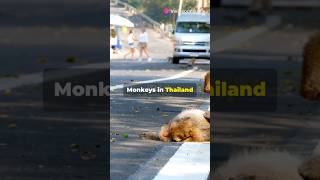 Did You Know Thailands Monkey Banquet Festival facts shorts [upl. by Biagio627]