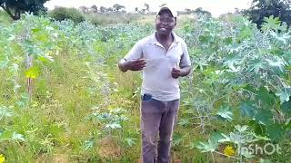 CASTOR PRODUCTION PROCESS Planting to harvesting [upl. by Aicnarf]