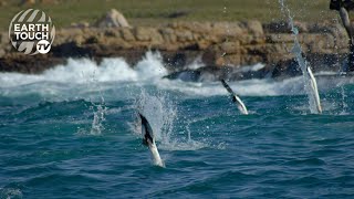 Gannets Natures divebombers [upl. by Damha]