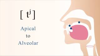 tʲ  unvoiced unaspirated palatalized apical alveolar stop [upl. by Noguchi]