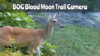 BOG Blood Moon Trail Camera Aug 2124 2024 [upl. by Edwin]