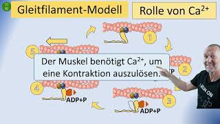 Aktin Myosin Gleitfilament Modell [upl. by Anirbac]