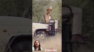 Jungle safari  where is the Lion  Secrets of the Missing Lion on Safari  Tiger [upl. by Stevana]