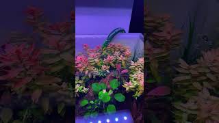 Planted Tank  Chihiros WRGB II Slim 45 cm  Tropica fertiliser [upl. by Gordon]