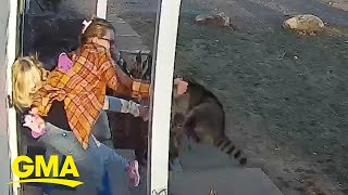 Connecticut mom rescues 5yearold daughter from raccoon attack [upl. by Cort518]