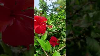 My Village home 🏡 Garden shortviral video [upl. by Ettevahs284]