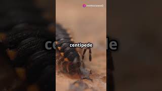 World’s Largest Venomous Centipede – Deadly Scolopendra gigantea Attack [upl. by Nabila]