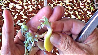 HOW TO Pot Up PROPAGATED CRESTED Succulents [upl. by Shah62]