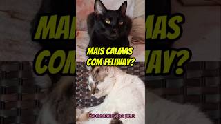 Mais calmas com Feliway [upl. by Gillead885]