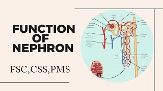 Function of Nephron class 12  Function of Nephron  Nephron [upl. by Gnanmas390]