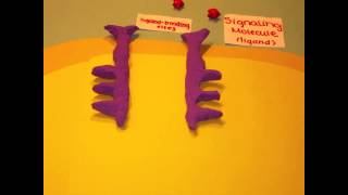 Receptor Tyrosine Kinases [upl. by Shult]