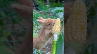 Lo Milo Meri Pyari Abhira Se 😘😘 rabbit [upl. by Edorej]