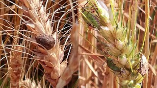 CIMICE DEL FRUMENTO  Come difendersi da Aelia rostrata Eurygaster Maura e Halyomorpha halys [upl. by Ennalorac538]