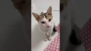 lushi cat catlover petlover catvideos catreels viralcat trending youtubeshorts youtube [upl. by Salvador608]