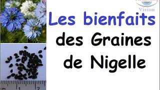 Nigelle Vertus bienfaits des graines de nigelle nigella sativa [upl. by Adlay]