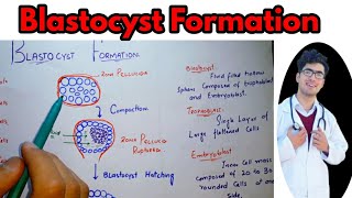 Blastocyst FormationEmbryonic development class 12Morula formationTropoblast derivativesChorion [upl. by Notslah]