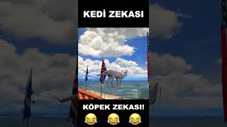 GTA 5te Kedi Zekası Vs Köpek Zekası😂 gtav gta5 roleplay [upl. by Dworman480]