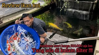 REVIEW IKAN KOI YANG ADA DIKOLAM FILTER JUMBOAN START HARGA 500000 AJA BOLO [upl. by Strong]