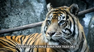 Louisville Zoo mourns death of 16yearold Sumatran tiger [upl. by Nealon]