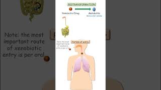 Sites of biotransformation pharmacokinetics pharmacology pharmacy [upl. by Rekyr]