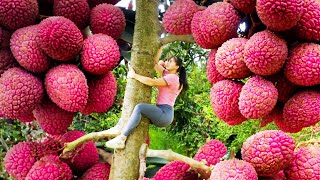 Harvesting Lychee Fruit amp Chicken Eggs Fruit Lucuma Go To Market Sell  New Free Bushcraft [upl. by Gelasias]