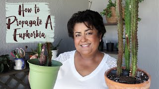 How to Propagate a Euphorbia Trigona Rubra  Propagating Euphorbias [upl. by Etnahsal561]