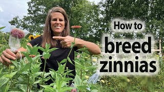 How to Breed Zinnias Using Self Pollination and Cross Pollination [upl. by Atikel]