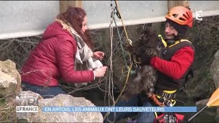 ANIMAUX  En Artois les animaux ont leurs sauveteurs [upl. by Aromas959]