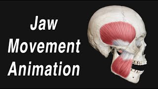 Anatomy of Jaw Motion  TMJ Articular Disc and Muscles [upl. by Ayimat]