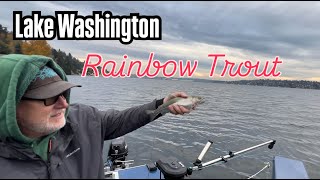 Lake Washington Rainbow Trout  Nov 9 2024 [upl. by Prober601]