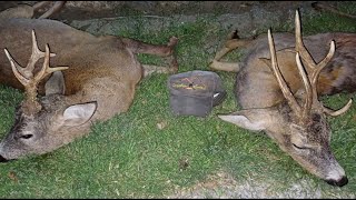 Bukkejagt i Rumænien  Spring Roebucks Romania Part 2 [upl. by Avlasor616]