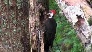 Pileated Woodpecker in Action [upl. by Joan993]