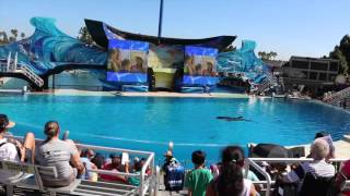 SeaWorld Orca Floats Motionless in a Tank TIMELAPSE [upl. by Ahsiekat]