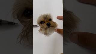 Realistic Dog Drawing Picco Edition [upl. by Zehc]