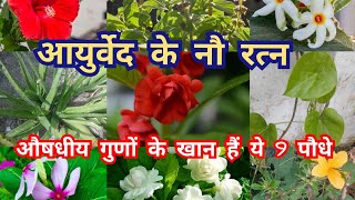 औषधीय गुणों से भरपूर हैं ये 9 पौधे medicinal plants  Ayurvedic plants  ayurvedic plants in hindi [upl. by Ila]