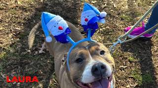 Robin I Kroogman New Haven Animal Shelter Dogs Pick Out Presents  2023 Version [upl. by Acnalb]