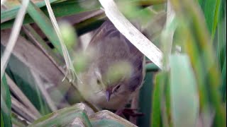 20231202  金山清水濕地  褐頭鷦鶯Prinia inornata 玩捉迷藏 [upl. by Repmek]