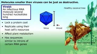 Prions and Viroids [upl. by Nagaet]