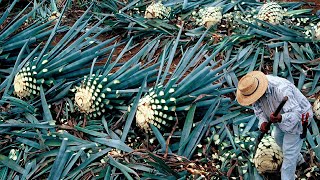 How Tequila Made From Agave Blue Agave Cultivation and Harvest Agave Processing in Factory [upl. by Assed193]