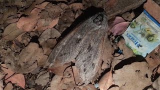 Massive Bogong Moth [upl. by Abie170]