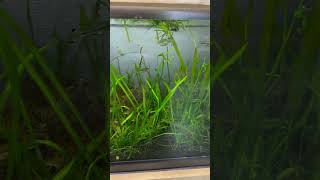 Scissor Tail Rasbora Unbelievable Beauty In Motion [upl. by Myrvyn416]